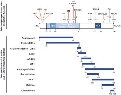 Landscape of CDKN1B Mutations in Luminal Breast Cancer and Other Hormone-Driven Human Tumors